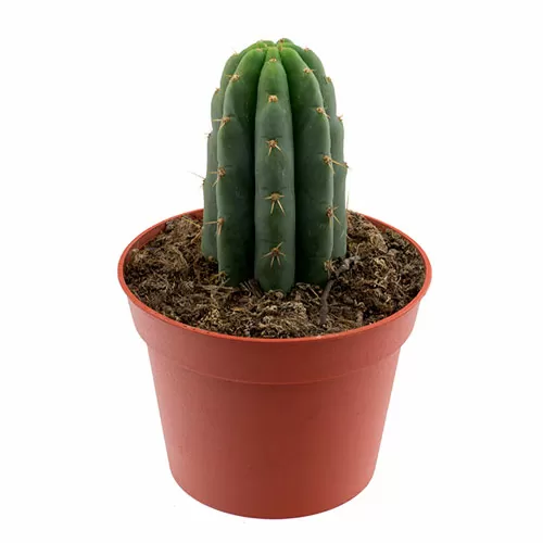 Mini San Pedro Cactus